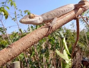 lagarto-preguiça ou falso-camaleão